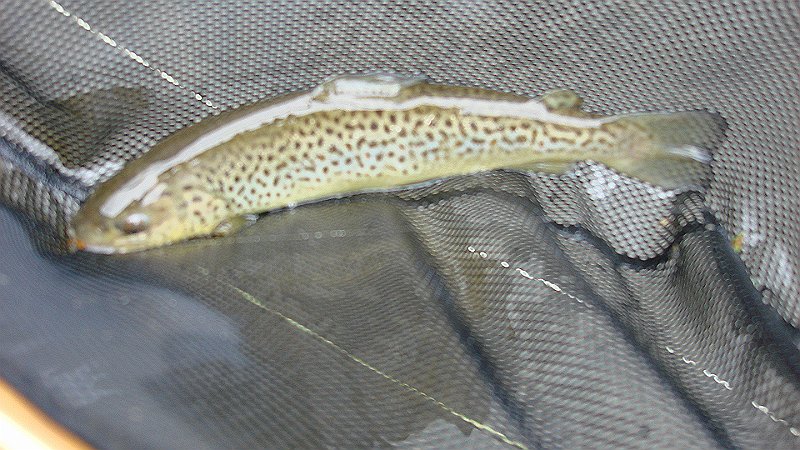 Kettle Brown6.JPG